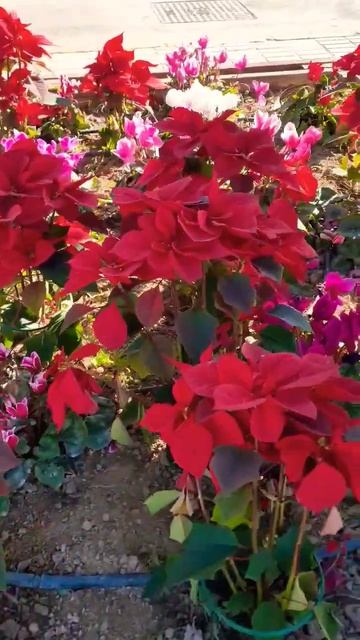 flor de Pascua o Nochebuena y Ciclamen 🥰 #cortos #flordenavidad #cyclamen смотреть онлайн