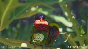 Животные Австралии 4K - Уникальная дикая природа Океании Релаксационный фильм Ultra HD