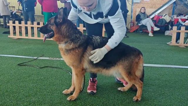 5 Отл. HOUP 2 v. Mair Hof Лучшая защита! №66 / КЧК БРОННИЦЫ 16 марта`25 P.Firic Моно немецких овч.