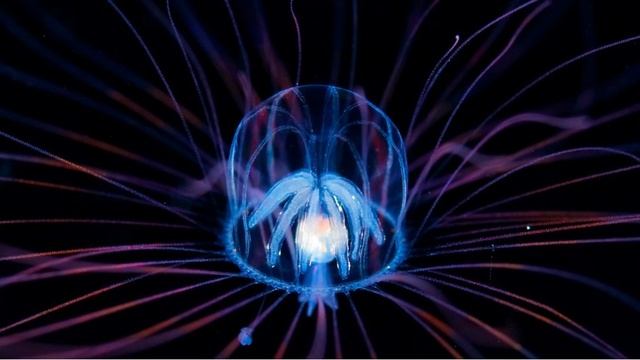 News Update Photographer Ryo Minemizu finds the secret world of plankton 02/07/17 смотреть онлайн
