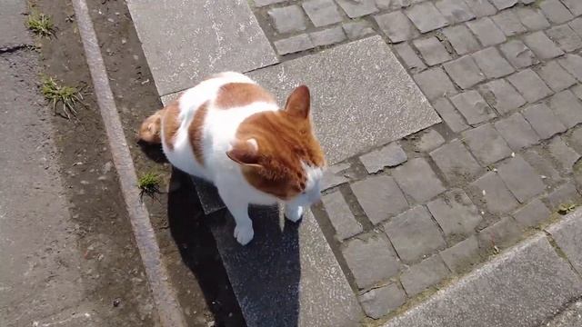 Cute cat lying on the ground｜Cute Stray Cat смотреть онлайн