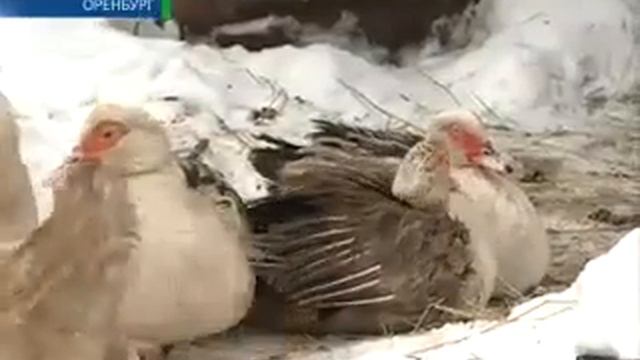 Лисы наступают 26 02 13 смотреть онлайн