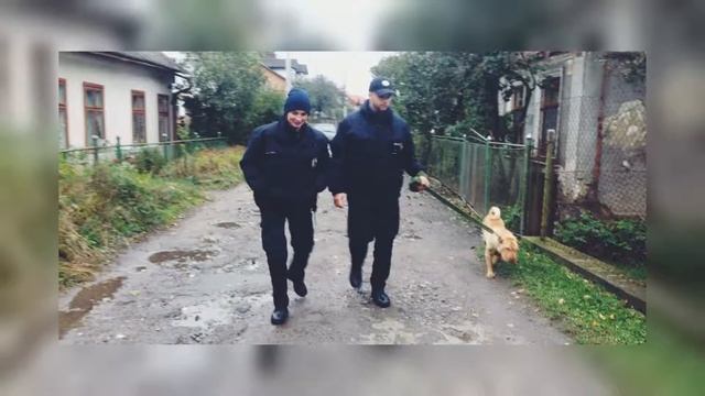Полиция в Испании поймала льва который оказался собакой смотреть онлайн