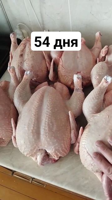 сезон бройлеров 2023 открыт. смотреть онлайн