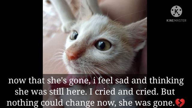 rest in peace my dearest and beloved kitty. Fly high. 😿🤍🕊️ смотреть онлайн