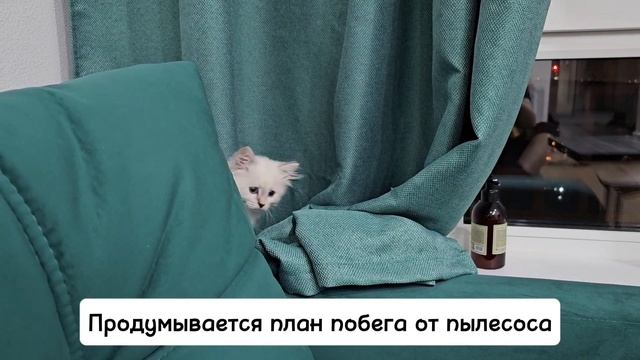 1 день из жизни Снежки