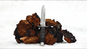 Гриб Бессмертия! Чага.