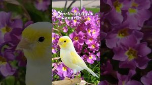 Красивое пение кенара. Самая мощная песня Канарейки для тренировок. Canary 's Training Song.