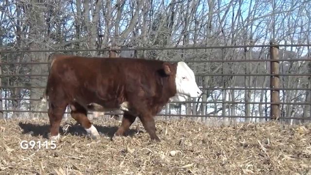 G9115 Brink Genetics' 2020 Fleckvieh Simmental Bull Sale