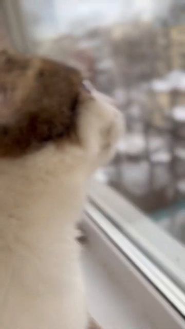 Коты гуляют смотреть онлайн