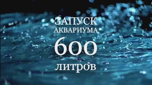 Запуск аквариума 600 литров смотреть онлайн