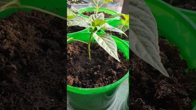 11 марта 2025 г. смотреть онлайн