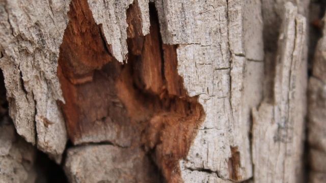 Патроны СКМ 100 метров