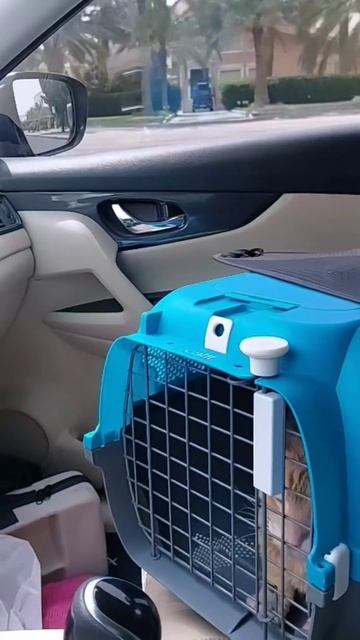 Senior cat vet visit - Feline flu смотреть онлайн