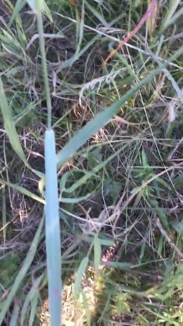 Switchgrass смотреть онлайн