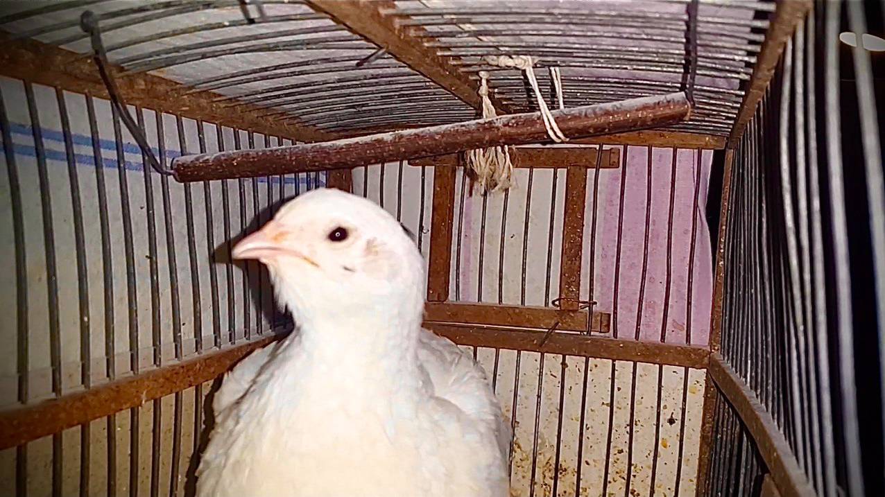 [Natalex] Перепёлка вертит головой...