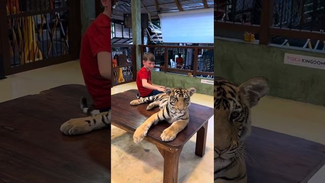 Парк тигров🐅 смотреть онлайн