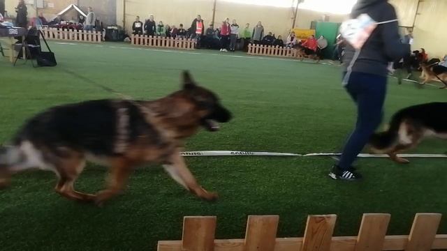 ЮНИОРЫ КОБЕЛИ / КЧК БРОННИЦЫ 16 марта`25 P.Firic Моно немецких овчарок