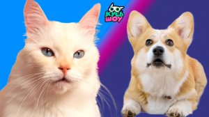 Быстрый, ловкий и умелый! —  Кусь-шоу — Челленджи для котиков и собачек