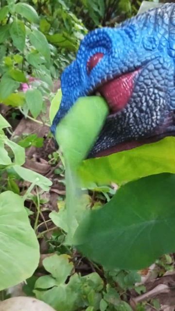 Blue raptor eats taro leaves #dinosaurs #blueraptor #velociraptor #shorts смотреть онлайн