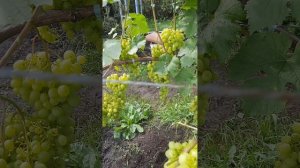 виноград памяти Шатилого