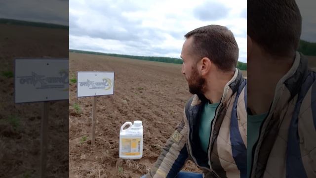 Горох - СПРИНТАЛГА 0,5 на тонну смотреть онлайн