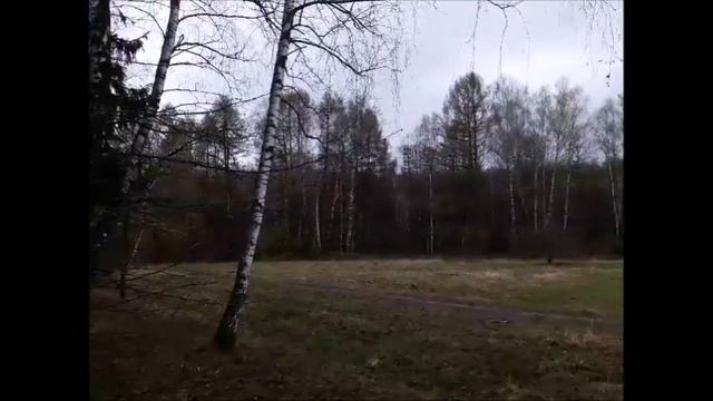 Звуки леса смотреть онлайн