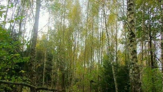 Краски осени Толочинского района Беларусь смотреть онлайн