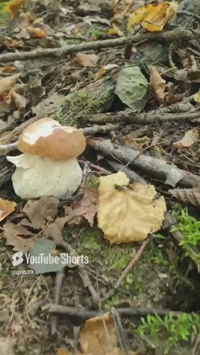 БЕЛЫЕ ГРИБЫ ПОШЛИ дорогами, Осенний СЛОЙ БЕЛОГО ГРИБА #shorts смотреть онлайн