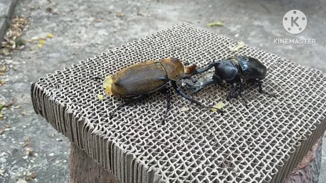 Black Kabutomushi 74mm. vs Megasoma Elephas 88mm. Rhino beetle battle. bugs fight. 🔥 смотреть онлайн