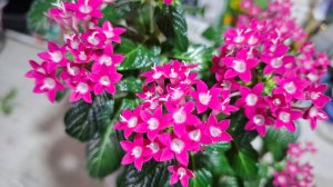 ПЕНТАС.ЦВЕТЫ ДЛЯ ДОМА И САДА.УХОД И РАЗМНОЖЕНИЕ