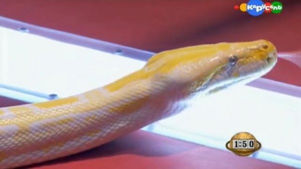 Fort Boyard: Ultimate Challenge 2012. выпуск 9.