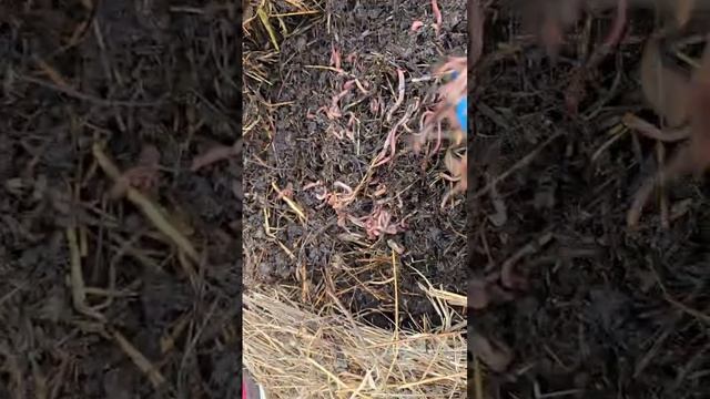 Заселение червей 17_03_2025