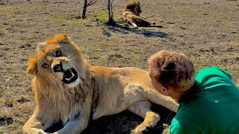 Мы среди львов и людям не понятно почему львы бегают от Олега Зубкова а не он от них))) смотреть онлайн