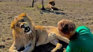 Мы среди львов и людям не понятно почему львы бегают от Олега Зубкова а не он от них)))