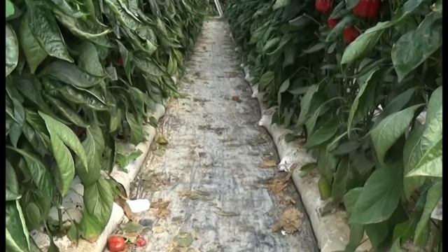 CULTIVO DE PIMIENTO EN PERLITA смотреть онлайн