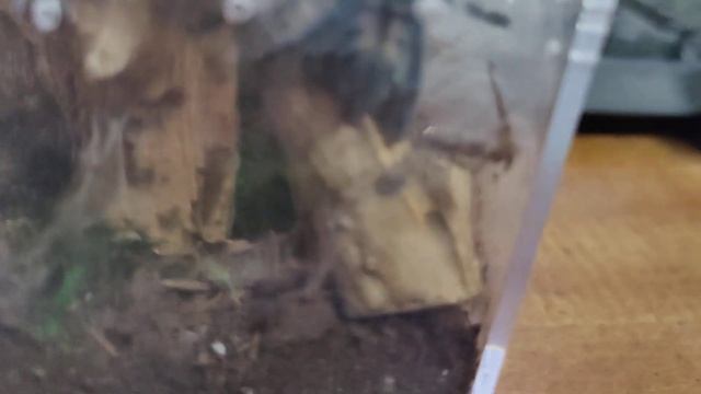 Caribena versicolor sling webbing смотреть онлайн