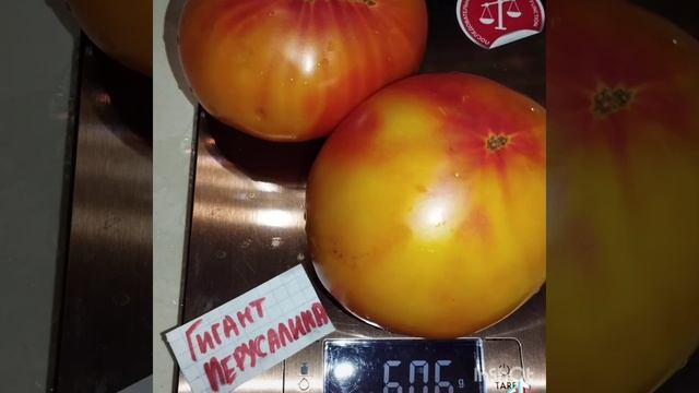 Томат Гигант Иерусалима .