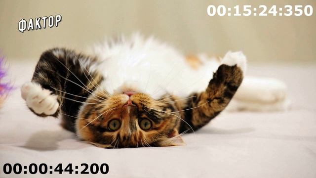 Коллекторы . МФО . Банки . ЯРОСЛАВА часть 9. смотреть онлайн