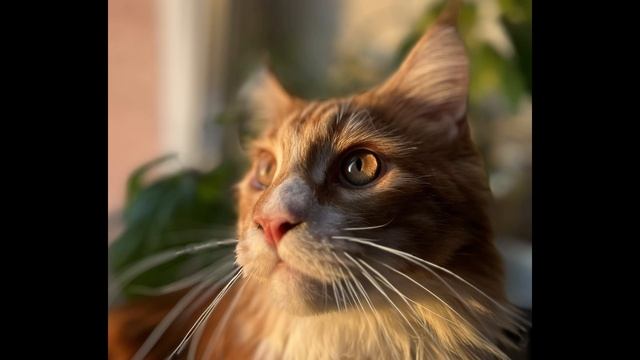 Этому рыжему парню сегодня 1 годик!