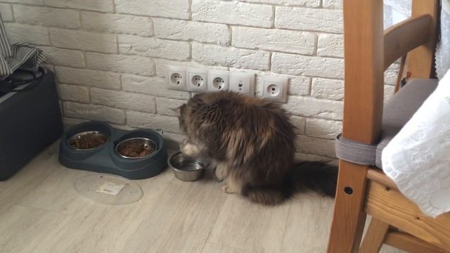 Кошка ест руками