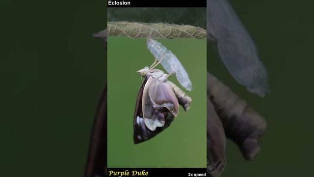 A Purple Duke butterfly emerges from its pupal case смотреть онлайн