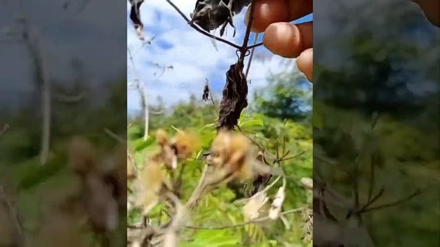 Spider hunting #2 ( ang laki nang gagamba na to) смотреть онлайн