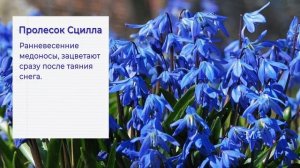 ПЕРВОЦВЕТЫ