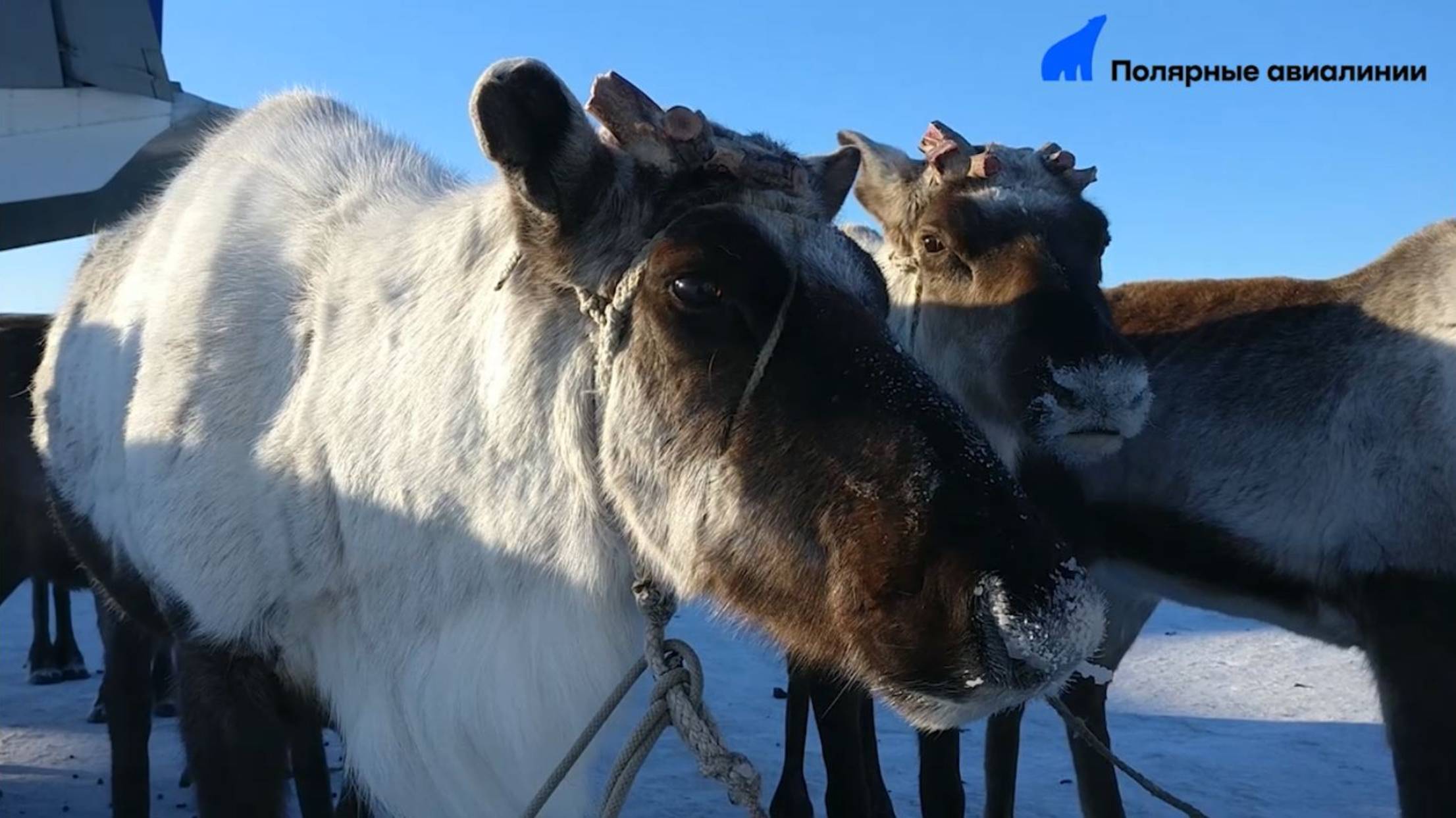 Доставка крупного рогатого груза Почтой России смотреть онлайн