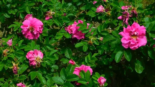 Flower Show смотреть онлайн