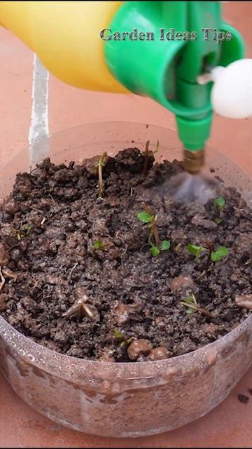 Grow mint from stem sprouts смотреть онлайн