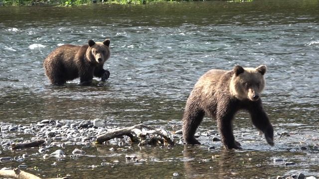 Камчатка. На речке. Молодые медведи. Брат и сестра. Ждут на нерест дикий лосось.