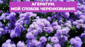АГЕРАТУМ. ЧЕРЕНКОВАНИЕ.