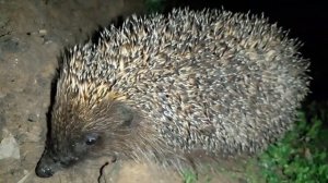 ЕЖИ ФЫРКАЮТ, ШИПЯТ!